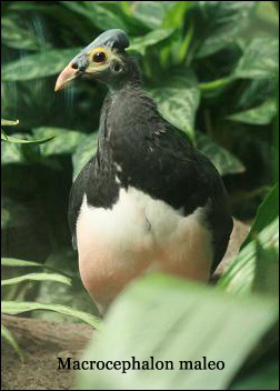 Macrocephalon maleo